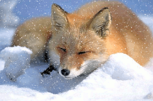 FOXX mascot